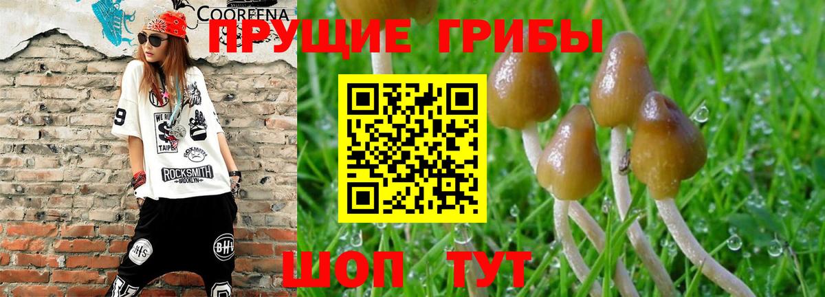 Псилоцибиновые грибы Psilocybe Майкоп